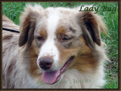 Lady Bug is a standard red merle AKC Australian Shepherd with the best disposition you could ask for. Lady Bug is a standard red merle AKC Australian Shepherd with the best disposition you could ask for.