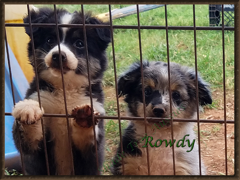 Rowdy and his partner in the mud puddle, CJ. 