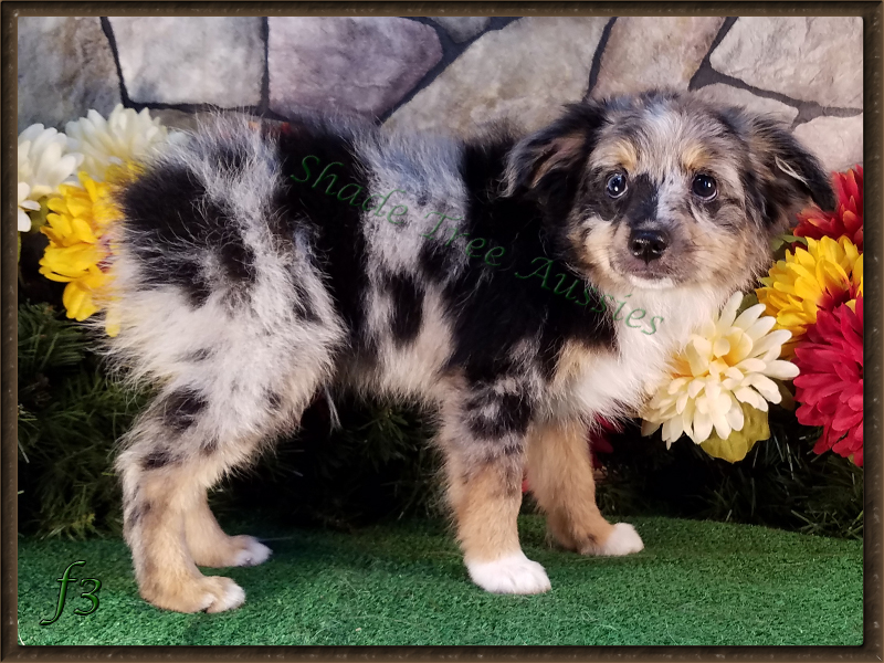 At 3 months old Rowdy was growing so fast, but he was still tiny compared to the others.