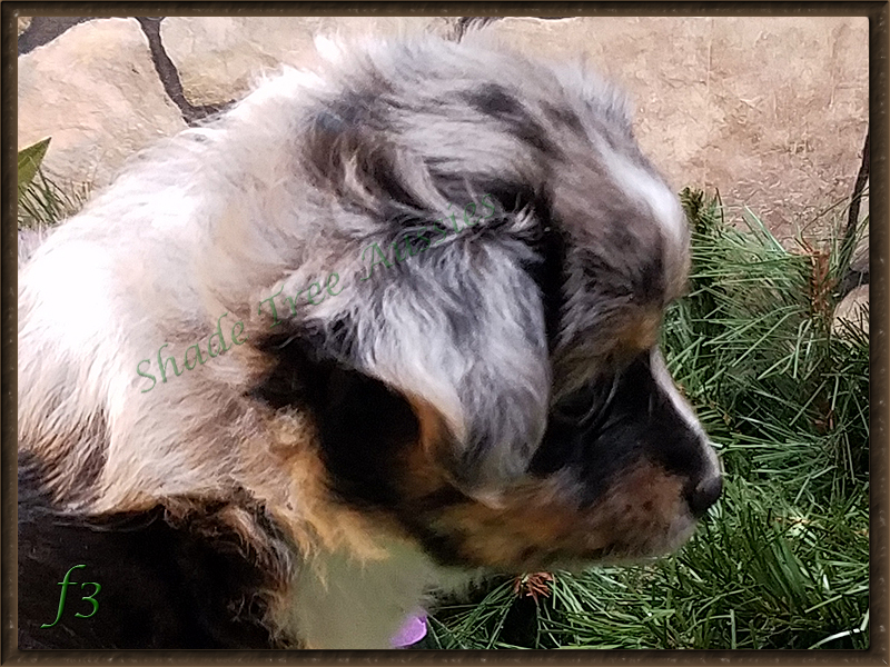 You can tell this little guy was destined to have a pretty head at 6 weeks.