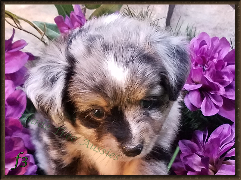 We fell head over heels with this boys masked markings. 