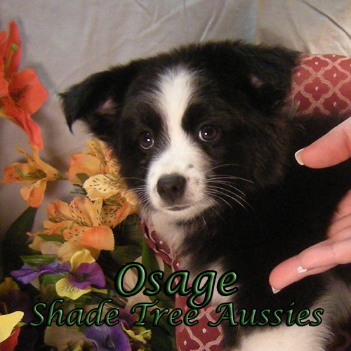 Sage as a 3 month old puppy. Sage as a 3 month old puppy.