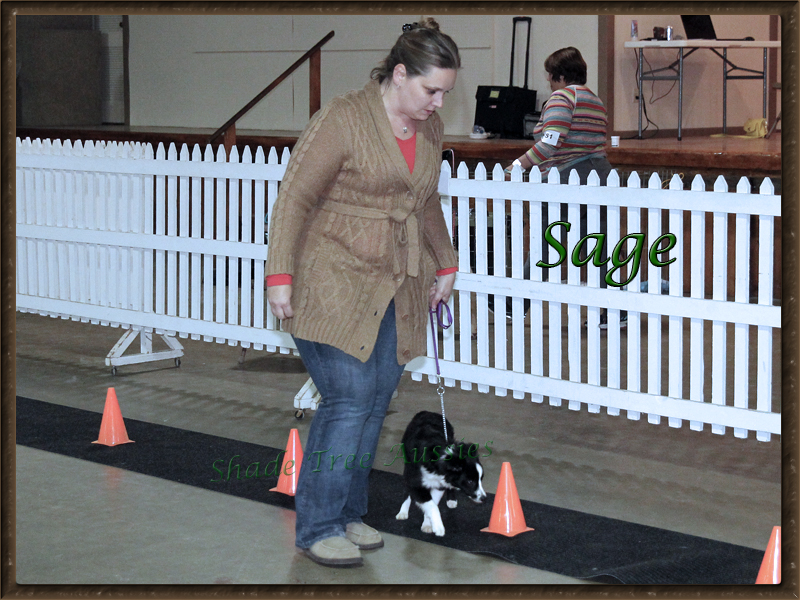 Sage won her first rally title before she was 6 months old. Sage won her first rally title before she was 6 months old.