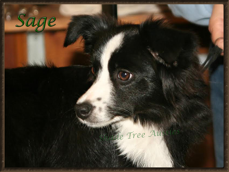 STA Sheza Little Bit of Sugar N Spice is a black bi Toy Australian Shepherd. STA Sheza Little Bit of Sugar N Spice is a black bi Toy Australian Shepherd.
