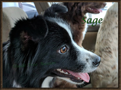 STA Sheza Little Bit Of Sugar N Spice is a black bi Toy Australian Shepherd. STA Sheza Little Bit Of Sugar N Spice is a black bi Toy Australian Shepherd.