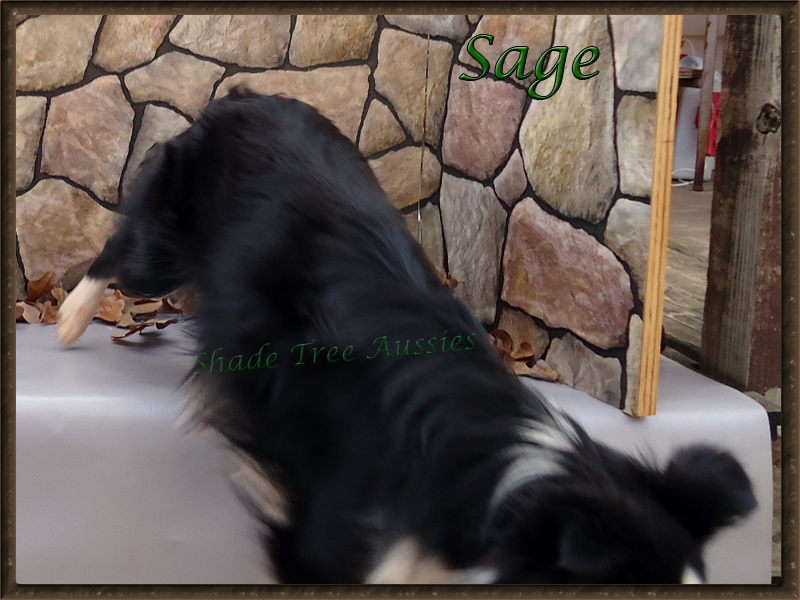 This is what Sage thought about the photo shoot. This is what Sage thought about the photo shoot.