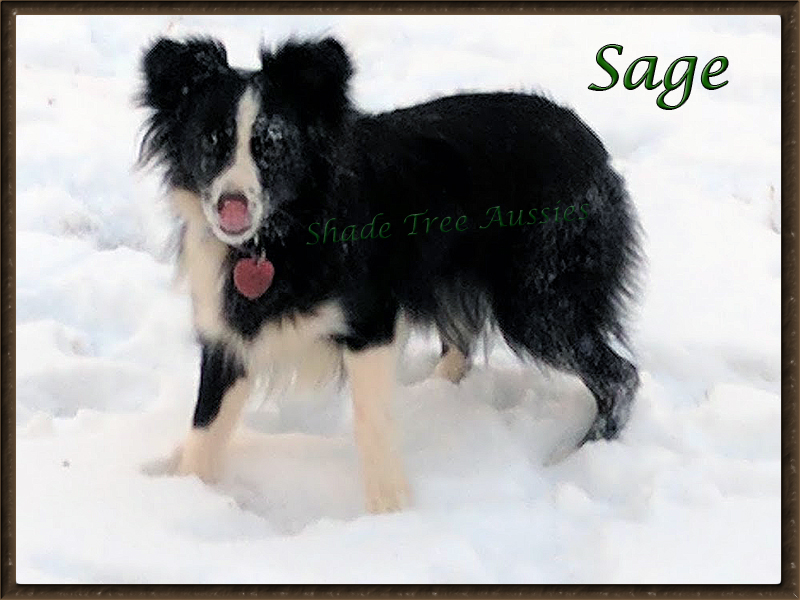 Sage knows how to have a good time. She sure enjoyed the snow Sage knows how to have a good time. She sure enjoyed the snow