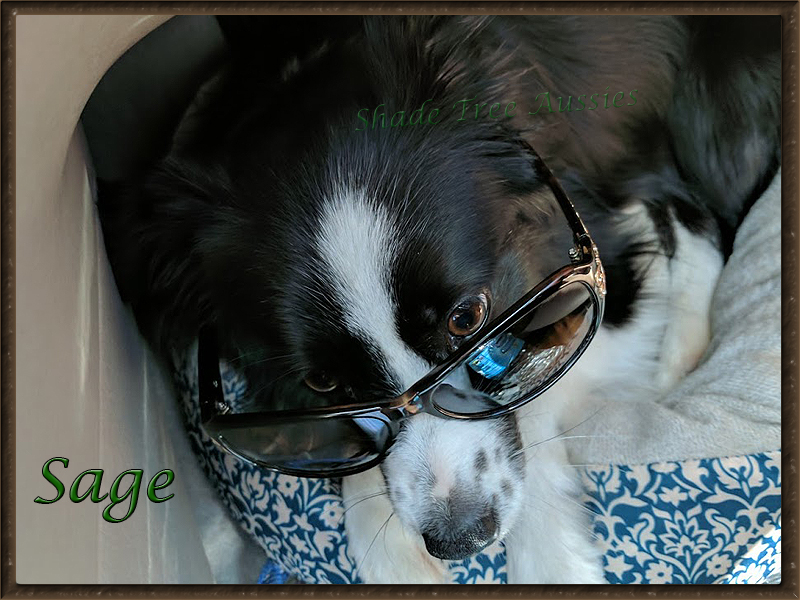 She knows how to travel in style as well. Here she wearing sunglasses on the way home from a show. She knows how to travel in style as well. Here she wearing sunglasses on the way home from a show.