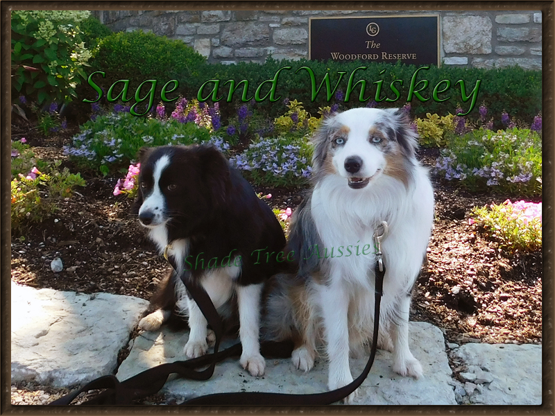 Sage and Whiskey hanging out at the Woodford Reserve on a side trip home from a dog show. Sage and Whiskey hanging out at the Woodford Reserve on a side trip home from a dog show.