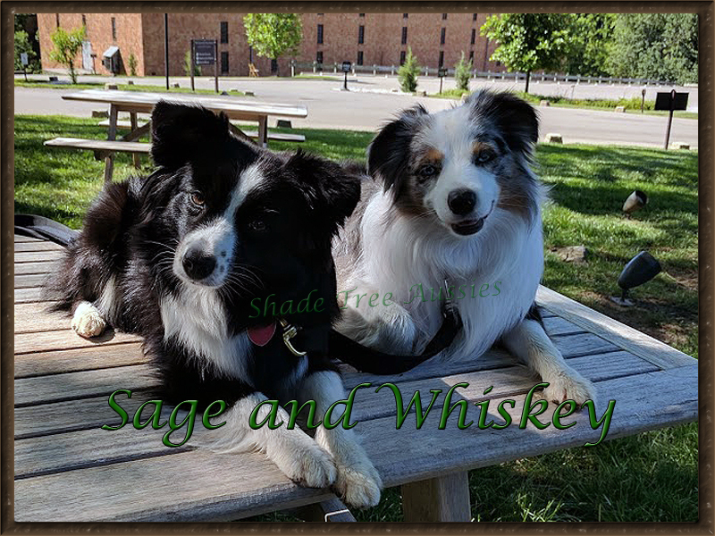 Sage and Whiskey showing off their stay command at the Woodford Reserve. They sure drew a crowd. Sage and Whiskey showing off their stay command at the Woodford Reserve. They sure drew a crowd.