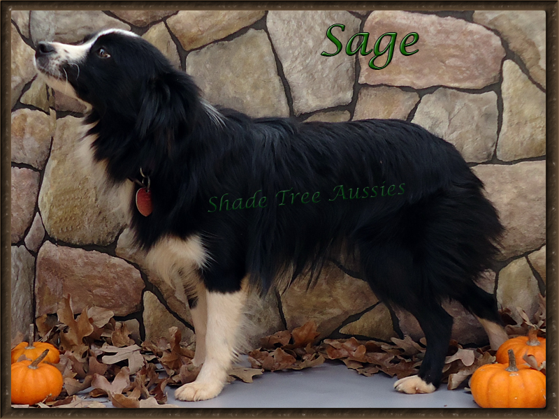 STA Sheza Little Bit of Sugar N Spice showing off her pretty conformation. STA Sheza Little Bit of Sugar N Spice showing off her pretty conformation.