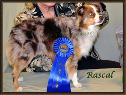 Sire of Storm ~ STA Heza Blue Eyed Rascal. Sire of Storm ~ STA Heza Blue Eyed Rascal.