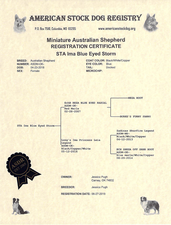 American Stock Dog Registry for STA Ima Blue Eyed Storm. American Stock Dog Registry for STA Ima Blue Eyed Storm.