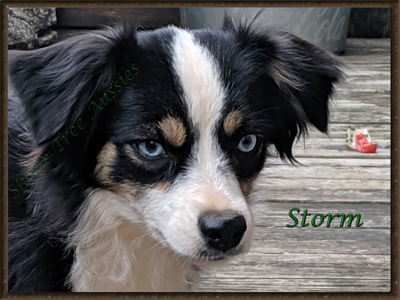 STA Ima Blue Eyed Storm is a blue eyed Toy Aussie female. STA Ima Blue Eyed Storm is a blue eyed Toy Aussie female.