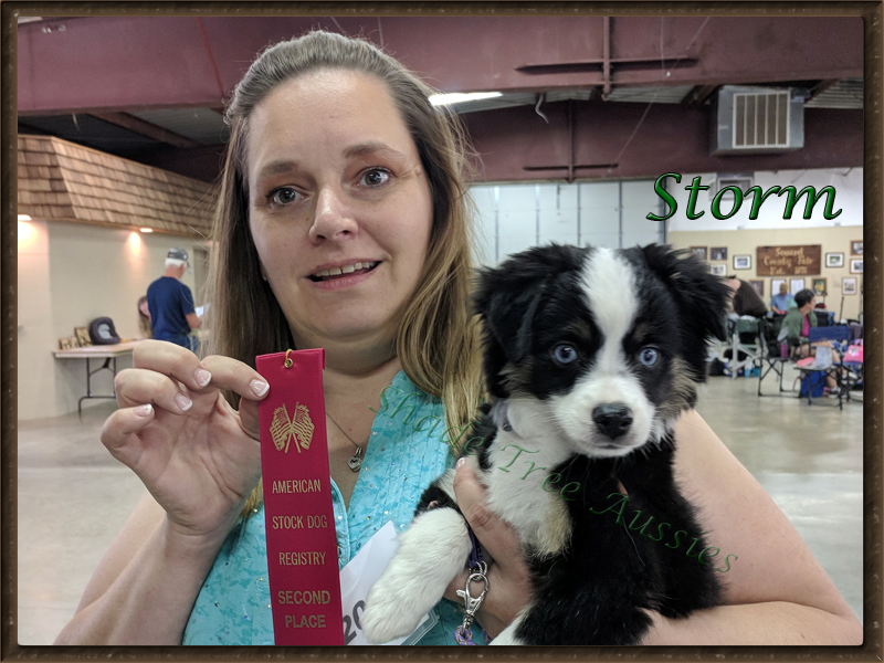 Little Storm at her very first show and trip to town. She handled it all without a problem. Little Storm at her very first show and trip to town. She handled it all without a problem.