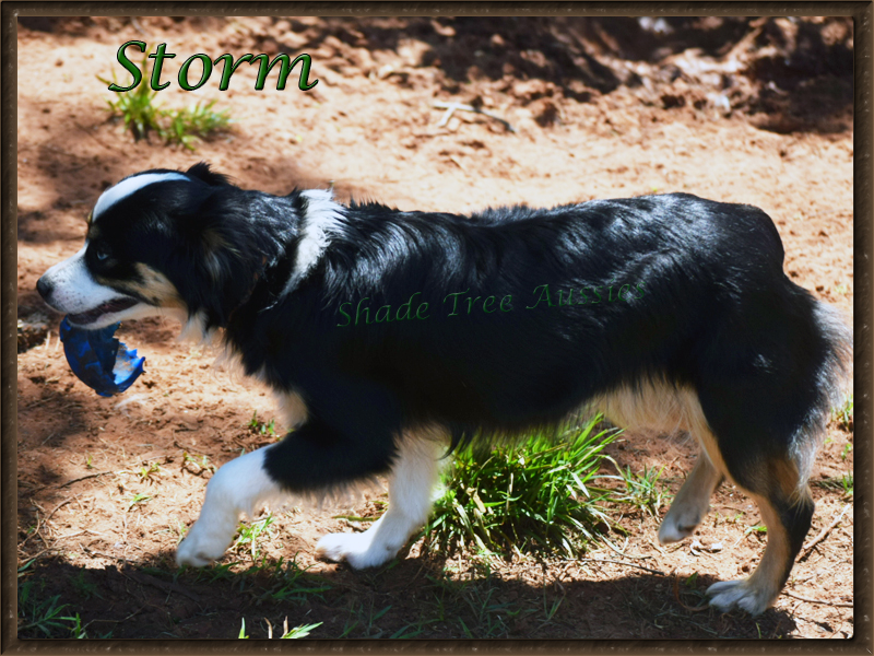 Storm loves her toys and loves to play. Storm loves her toys and loves to play.