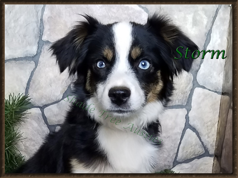STA Ima Blue Eyed Storm is higher drive Toy Aussie female. STA Ima Blue Eyed Storm is higher drive Toy Aussie female.
