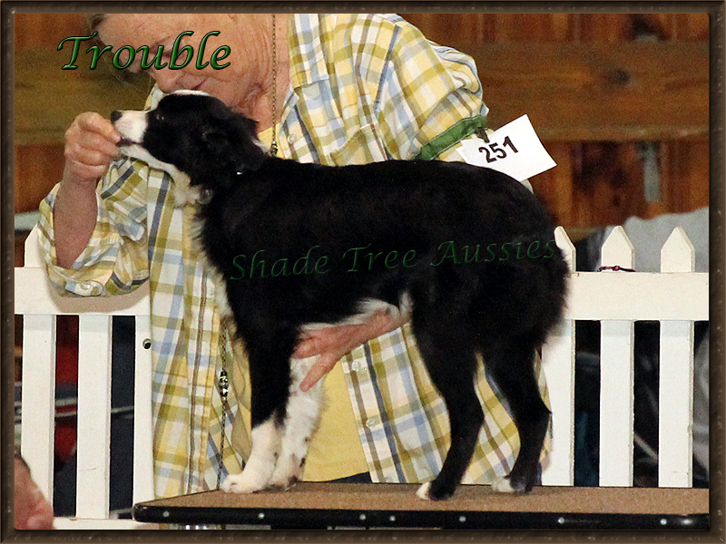 Trouble at the Crawfordsville ASDR show in 2016 Trouble at the Crawfordsville ASDR show in 2016