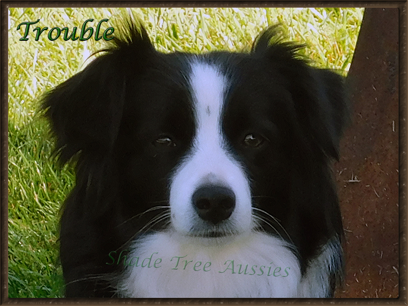 Trouble traveled far and wide in 2016 while showing with ASDR. Trouble traveled far and wide in 2016 while showing with ASDR.