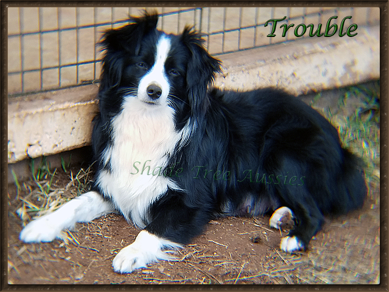 Trouble is such a pretty girl that she is even beautiful without grooming. Trouble is such a pretty girl that she is even beautiful without grooming.