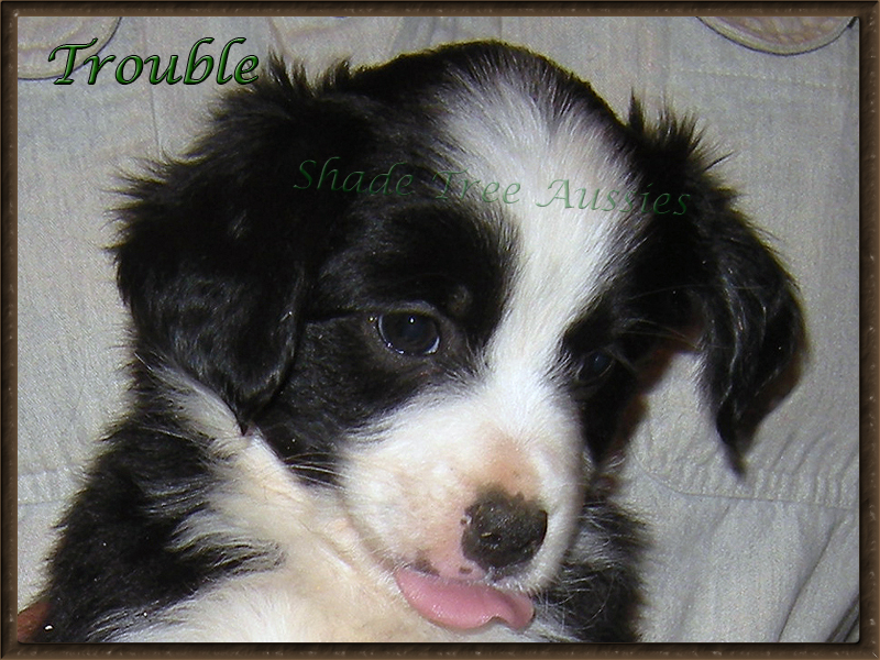At 13 weeks old it was plain to see she had a lot of personality. At 13 weeks old it was plain to see she had a lot of personality.