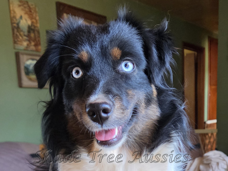 STA Shez Blowin' In The Wind, a beautiful black tri with brilliant blue eyes.